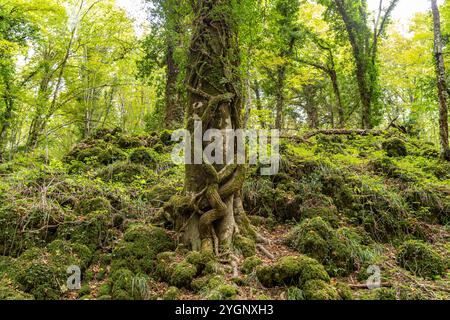 Die Foresta Umbra, Alter Buchenwald und Teil des Gargano-Nationalparks, Gargano, Apulien, Italien, Europa | Forêt d'Umbra Foresta Umbra, Forêt de hêtres Banque D'Images