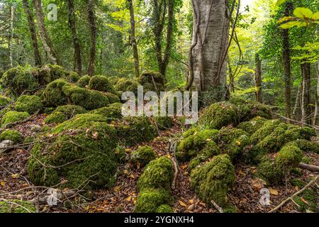 Die Foresta Umbra, Alter Buchenwald und Teil des Gargano-Nationalparks, Gargano, Apulien, Italien, Europa | Forêt d'Umbra Foresta Umbra, Forêt de hêtres Banque D'Images