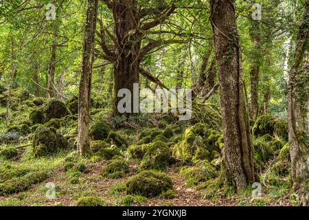 Die Foresta Umbra, Alter Buchenwald und Teil des Gargano-Nationalparks, Gargano, Apulien, Italien, Europa | Forêt d'Umbra Foresta Umbra, Forêt de hêtres Banque D'Images