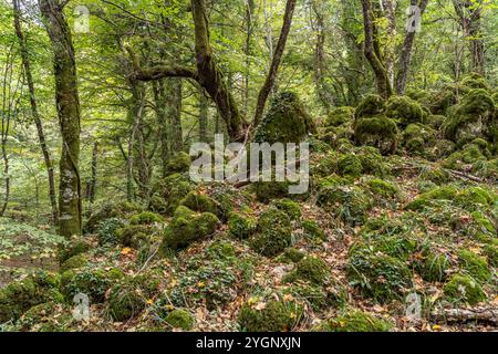 Die Foresta Umbra, Alter Buchenwald und Teil des Gargano-Nationalparks, Gargano, Apulien, Italien, Europa | Forêt d'Umbra Foresta Umbra, Forêt de hêtres Banque D'Images