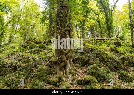 Foresta Umbra Die Foresta Umbra, Alter Buchenwald und Teil des Gargano-Nationalparks, Gargano, Apulien, Italien, Europa Umbra Forest Foresta Umbra, BE Banque D'Images