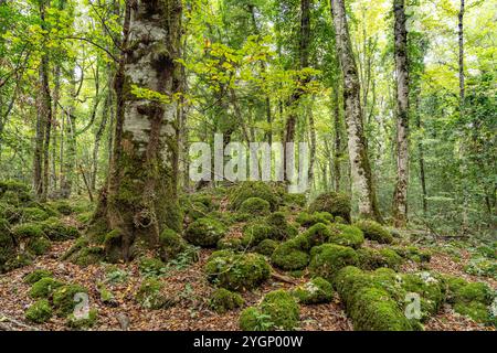 Foresta Umbra Die Foresta Umbra, Alter Buchenwald und Teil des Gargano-Nationalparks, Gargano, Apulien, Italien, Europa Umbra Forest Foresta Umbra, BE Banque D'Images