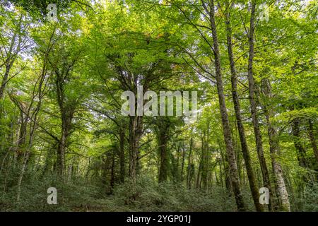 Foresta Umbra Die Foresta Umbra, Alter Buchenwald und Teil des Gargano-Nationalparks, Gargano, Apulien, Italien, Europa Umbra Forest Foresta Umbra, BE Banque D'Images