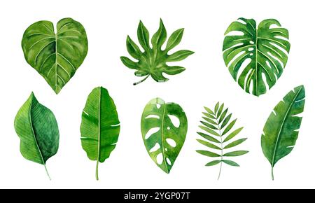 Ensemble de feuilles tropicales. Illustration aquarelle isolée sur fond blanc. Banque D'Images