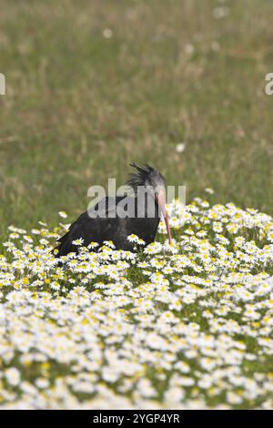 Le sud de l'ibis chauve Geronticus calvus ringed échappé à personne Marais Pera Algarve Portugal Banque D'Images