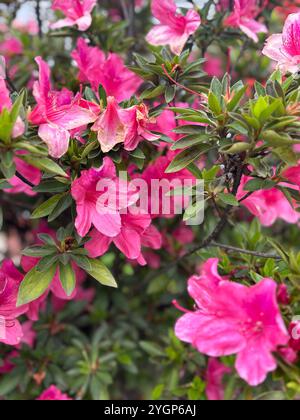 Azalées rose vif en pleine floraison, entourées d'un feuillage vert luxuriant, mettant en valeur la beauté de la nature. Banque D'Images