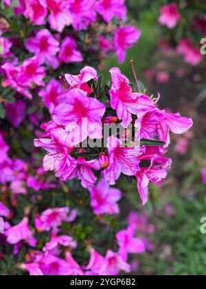 Azalées rose vif en pleine floraison, entourées d'un feuillage vert luxuriant, mettant en valeur la beauté de la nature. Banque D'Images