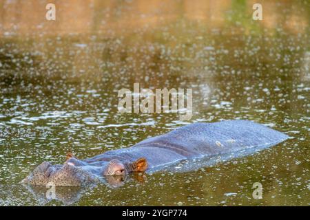 Un grand hippopotame se cachant dans l'eau à un point d'eau à Schotia Game Reserve, Eastern Cape, Afrique du Sud Banque D'Images