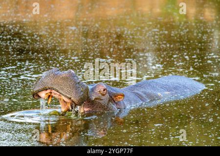 Un grand hippopotame bâillant avec sa bouche ouverte alors qu'il émerge de l'eau dans un trou d'eau à Schotia Game Reserve, Eastern Cape, Afrique du Sud Banque D'Images