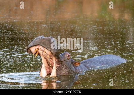 Un grand hippopotame bâillant avec sa bouche ouverte alors qu'il émerge de l'eau dans un trou d'eau à Schotia Game Reserve, Eastern Cape, Afrique du Sud Banque D'Images