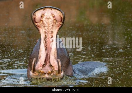 Un grand hippopotame bâillant avec sa bouche ouverte alors qu'il émerge de l'eau dans un trou d'eau à Schotia Game Reserve, Eastern Cape, Afrique du Sud Banque D'Images