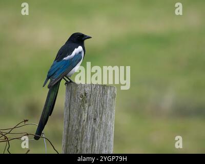 Pie adulte (Pica pica) perchée sur poteau, Sandness, Mainland Shetland, Shetland Banque D'Images