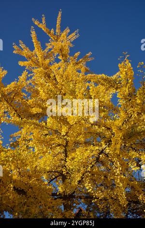 Les feuilles d'automne dorées d'un ginkgo. Banque D'Images