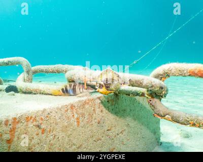 Chaîne d'ancre au fond de la mer Adriatique près de Losinj, Croatie. Sable et eau turquoise en arrière-plan Banque D'Images