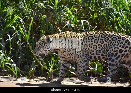 Jaguar à la recherche d'alligators, c'est le plus grand chat vivant en Amérique du Sud, rivière Três Irmãos, Pantanal du Mato Grosso, Brésil Banque D'Images