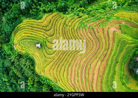Vue aérienne de belle terrasse luxuriante de rizières avec troupeau de buffles pendant la récolte sur les hautes terres dans la campagne à Hoang Su Phi, Ha Giang, Vietnam Banque D'Images