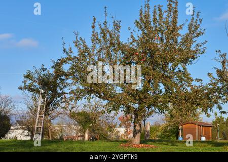 Paysage d'automne avec un grand pommier avec des pommes rouges : une scène de campagne confortable avec une échelle pour la récolte, entouré par la nature et un charme Banque D'Images