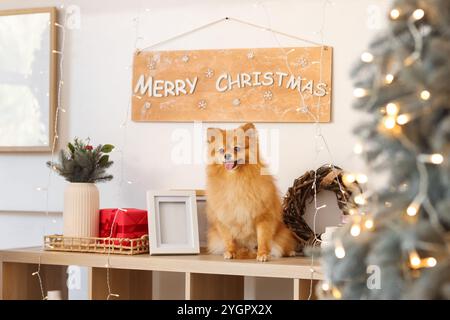 Chien pomeranian mignon avec des livres, une boîte-cadeau et des décorations de Noël assis sur une étagère à la maison Banque D'Images