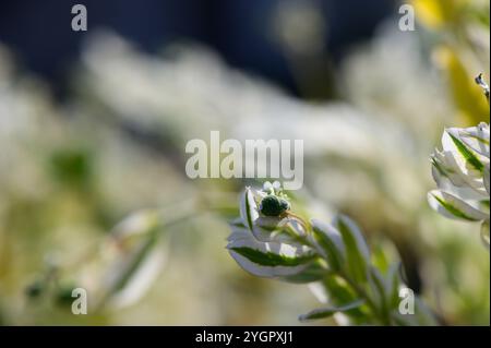 De minuscules bourgeons verts émergent d'un feuillage vibrant, prélassés par la lumière dorée du soleil et entourés par une mer de fleurs blanches. Banque D'Images