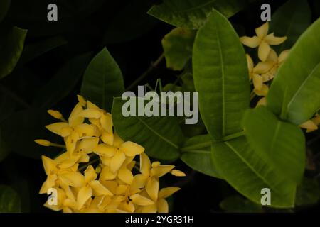 Gros plan d'une sauterelle verte assise sur des fleurs jaunes et des feuilles vertes. La beauté naturelle du jardin, démontrant l'harmonie des insectes et Banque D'Images