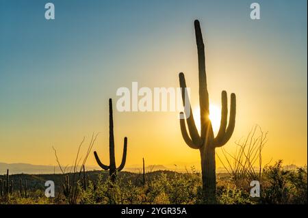 Saguaro Cactus ; lumière de fin de journée ; Cactus Forest Loop Drive ; Saguaro National Park ; Arizona ; États-Unis Banque D'Images