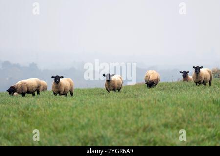 Moutons Suffolk pâturant dans la campagne britannique Banque D'Images