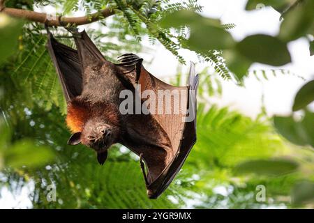 Grand renard volant (Pteropus vampyrus ou Pteropus giganteus), renard volant malaisien, renard volant malaisien Banque D'Images