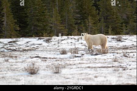 Ours polaire marchant dans un champ enneigé en octobre près de Churchill, au Manitoba Banque D'Images