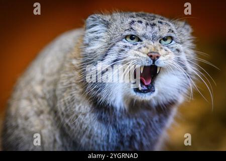 Édimbourg, Royaume-Uni. Jeu 10 octobre 2024. Akiko le chat mâle de Pallas qui a rejoint le zoo d’Édimbourg en octobre 2024. La Royal Zoological Society of Scotland (RZSS) gère le programme d'élevage de l'espèce depuis plus de 15 ans et, au cours de cette période, a contribué à la mise en place du projet mondial de conservation PICA (Pallas's Cat International conservation Alliance) aux côtés des partenaires du projet Nordens Ark et Snow Leopard Trust. Banque D'Images