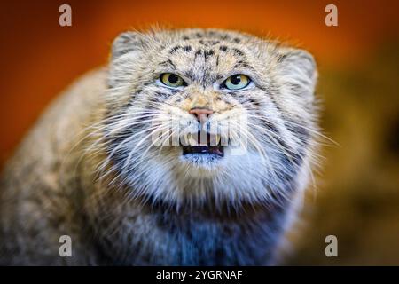 Édimbourg, Royaume-Uni. Jeu 10 octobre 2024. Akiko le chat mâle de Pallas qui a rejoint le zoo d’Édimbourg en octobre 2024. La Royal Zoological Society of Scotland (RZSS) gère le programme d'élevage de l'espèce depuis plus de 15 ans et, au cours de cette période, a contribué à la mise en place du projet mondial de conservation PICA (Pallas's Cat International conservation Alliance) aux côtés des partenaires du projet Nordens Ark et Snow Leopard Trust. Banque D'Images