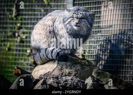 Édimbourg, Royaume-Uni. Jeu 10 octobre 2024. Akiko le chat mâle de Pallas qui a rejoint le zoo d’Édimbourg en octobre 2024. La Royal Zoological Society of Scotland (RZSS) gère le programme d'élevage de l'espèce depuis plus de 15 ans et, au cours de cette période, a contribué à la mise en place du projet mondial de conservation PICA (Pallas's Cat International conservation Alliance) aux côtés des partenaires du projet Nordens Ark et Snow Leopard Trust. Banque D'Images