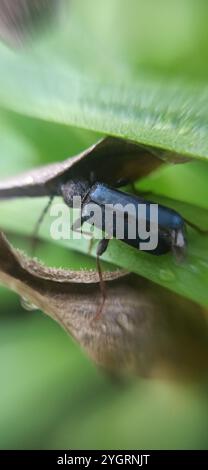 Perce de Tanbark (Phymatodes testaceus) Banque D'Images