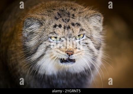 Édimbourg, Royaume-Uni. Jeu 10 octobre 2024. Akiko le chat mâle de Pallas qui a rejoint le zoo d’Édimbourg en octobre 2024. La Royal Zoological Society of Scotland (RZSS) gère le programme d'élevage de l'espèce depuis plus de 15 ans et, au cours de cette période, a contribué à la mise en place du projet mondial de conservation PICA (Pallas's Cat International conservation Alliance) aux côtés des partenaires du projet Nordens Ark et Snow Leopard Trust. Banque D'Images