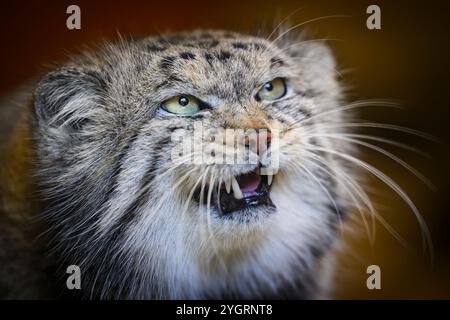 Édimbourg, Royaume-Uni. Jeu 10 octobre 2024. Akiko le chat mâle de Pallas qui a rejoint le zoo d’Édimbourg en octobre 2024. La Royal Zoological Society of Scotland (RZSS) gère le programme d'élevage de l'espèce depuis plus de 15 ans et, au cours de cette période, a contribué à la mise en place du projet mondial de conservation PICA (Pallas's Cat International conservation Alliance) aux côtés des partenaires du projet Nordens Ark et Snow Leopard Trust. Banque D'Images