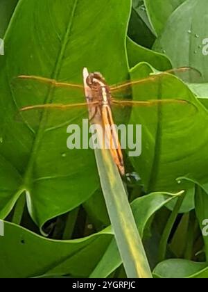 Chasseurs et King Skimmers (Libellula) Banque D'Images