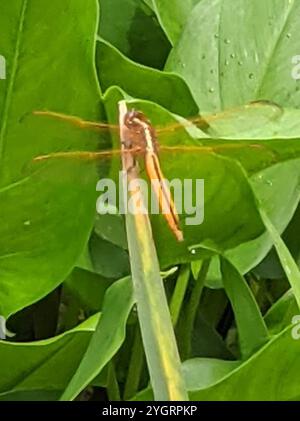 Chasseurs et King Skimmers (Libellula) Banque D'Images