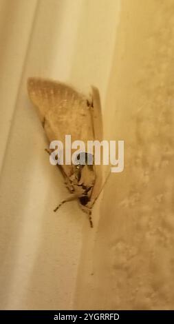 Mitaine de la fleur de palmier (Litoprosopus coachella) Banque D'Images