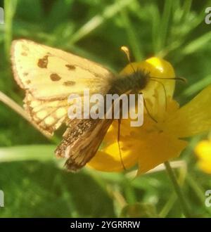 Le nord de l'hespérie à damier (Carterocephalus silvicola) Banque D'Images