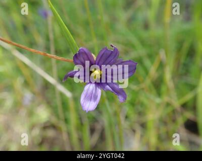 Herbe aux yeux bleus de l'Idaho (Sisyrinchium idahoense) Banque D'Images