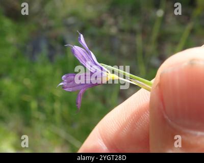 Herbe aux yeux bleus de l'Idaho (Sisyrinchium idahoense) Banque D'Images