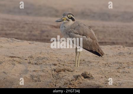 Grand genou épais, (Burhinus recurvirostris), debout sur les rives de la rivière Chambal, Rajasthan, Inde. Banque D'Images