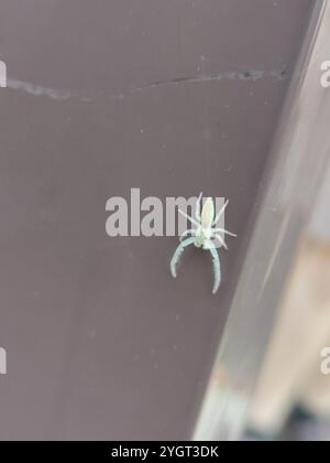 Araignée sauteuse à mâchoires blanches (Hentzia mitrata) Banque D'Images