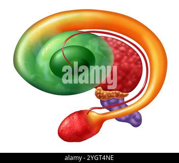 Anatomie des ganglions de la base comme noyaux sous-corticaux à l'intérieur du cerveau humain contrôlant les fonctions motrices comme les émotions cognitives, et l'apprentissage et volontaire Banque D'Images