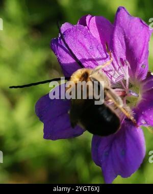 Longhorn européenne (Eucera longicornis) Banque D'Images