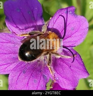 Longhorn européenne (Eucera longicornis) Banque D'Images