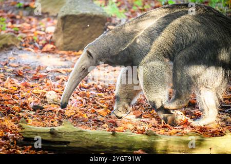 Édimbourg, Royaume-Uni. Jeu 10 octobre 2024. Fourmilier géant exposé au zoo d'Édimbourg en Écosse. Le fourmilier géant est originaire d'Amérique centrale et d'Amérique du Sud et son aire de répartition connue s'étend du Honduras à la Bolivie et au nord de l'Argentine, le fourmilier géant est classé vulnérable par l'Union internationale pour la conservation de la nature. Banque D'Images