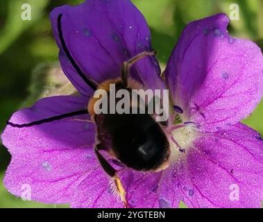 Longhorn européenne (Eucera longicornis) Banque D'Images