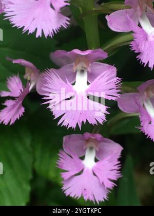 Orchidée frangée violette (Platanthera grandiflora) Banque D'Images