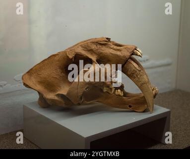Crâne de tigre à dents de sabre, exposition de fossiles de Smilodon au musée de Campeche, Mexique. Banque D'Images