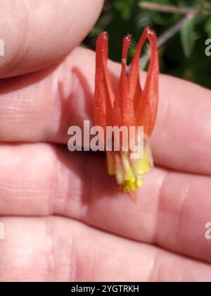 colonne rouge occidentale (Aquilegia elegantula) Banque D'Images